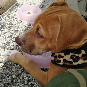 Meet your Posher, Charles